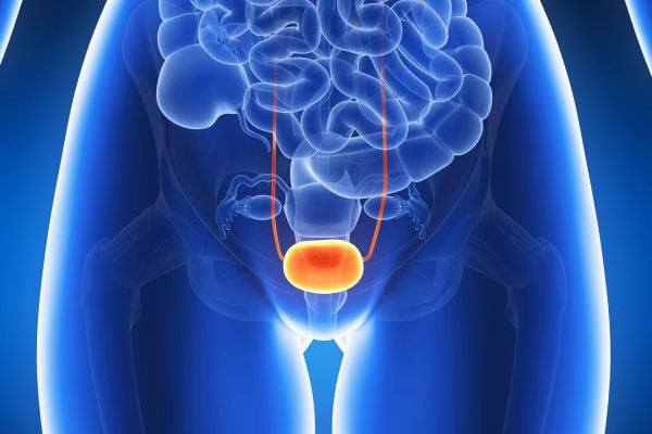 3d rendered illustration - bladder