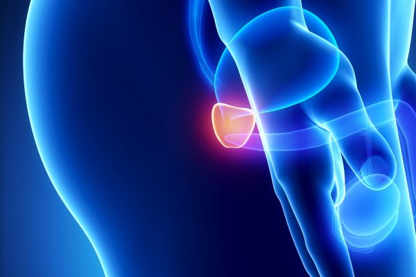 Male anatomy of human organs in x-ray view