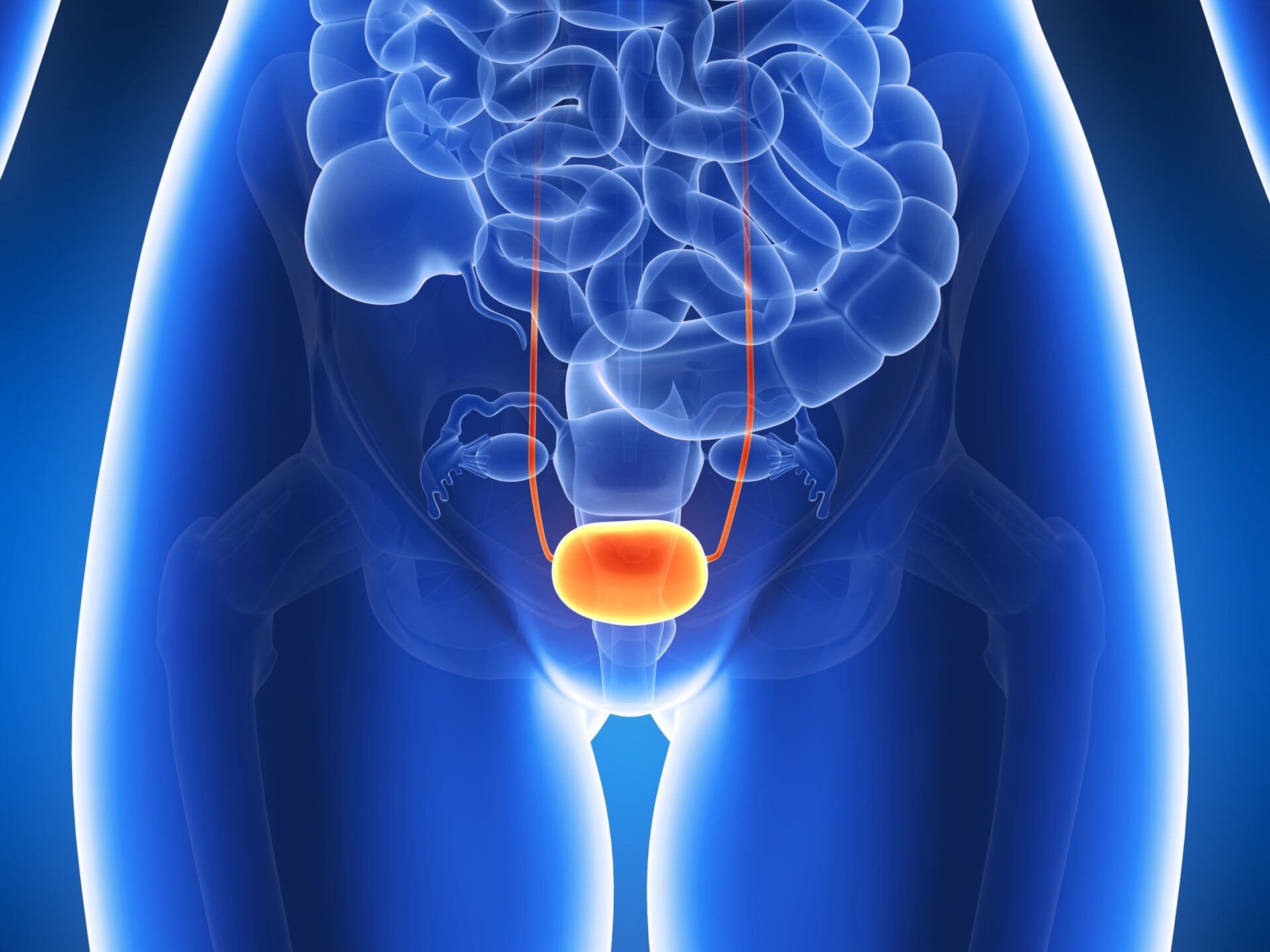 3d rendered illustration - bladder