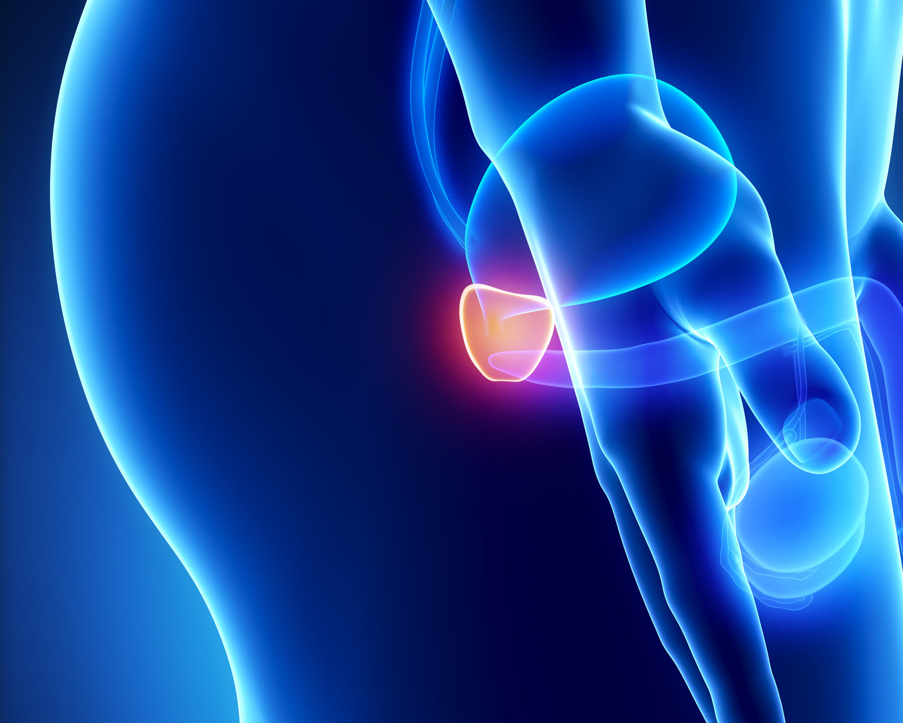 Male anatomy of human organs in x-ray view