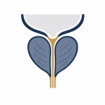 Prostate size icon